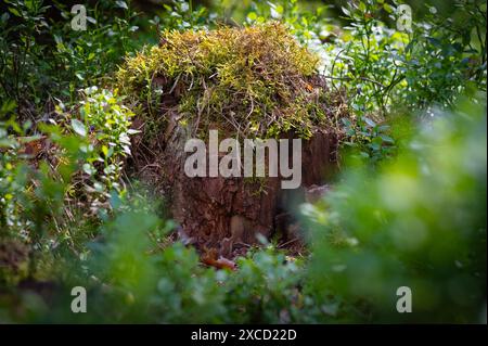 Beautiful Bright Green moss grown up cover the rough tree Stump branch in the Lithuanian forest. trunk full of the moss texture in nature for wallpape Stock Photo