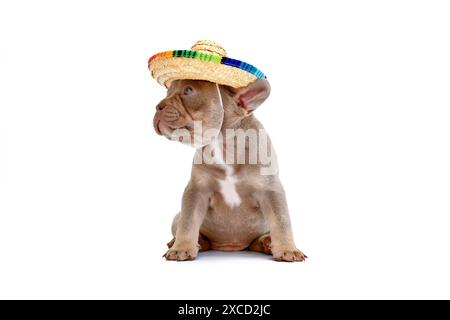 Cute French Bulldog dog puppy with summer straw hat on white background Stock Photo