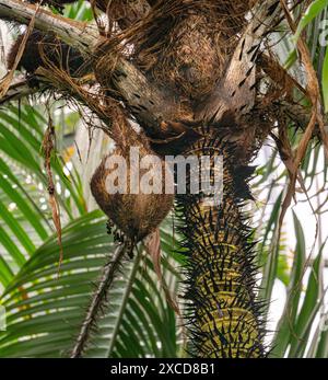 Chocho palm, astrocaryum mexicanum, growing in the tropical garden. Stock Photo