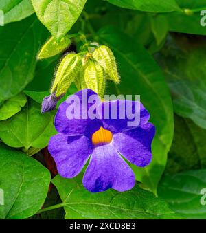 Thunbergia battiscombei, also known as the blue glory vine, is a species of flowering plant within the family Acanthaceae. Stock Photo