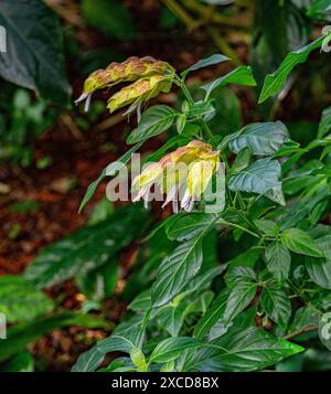 Justicia brandegeeana, or shrimp plant, native to Mexico Stock Photo