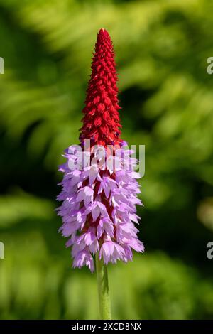 Close up of an orchid primrose (primula vialli) in bloom Stock Photo