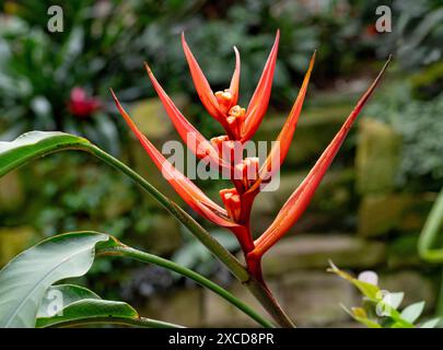 Yellow Christmas (Heliconia Angusta) is native to Brazil Stock Photo