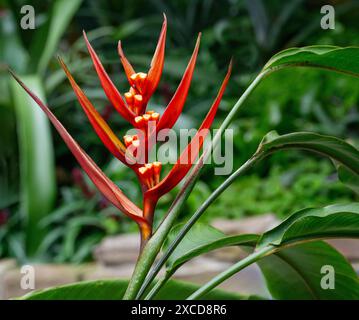 Yellow Christmas (Heliconia Angusta) is native to Brazil Stock Photo