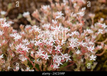 Close up of English stonecrop (sedum anglicum) flowers in bloom Stock Photo