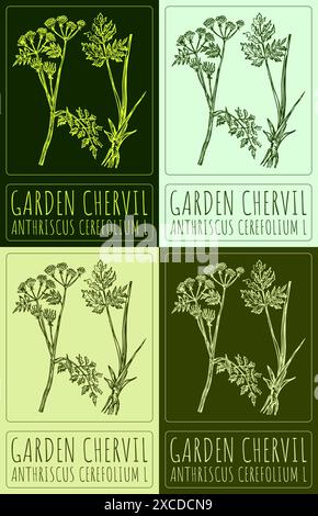 Set of vector drawing GARDEN CHERVIL in various colors. Hand drawn illustration. The Latin name is ANTHRISCUS CEREFOLIUM L. Stock Vector