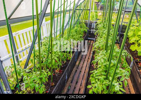 Close-up view of the interior of a greenhouse with tomato plants growing on tall beds with automatic irrigation. Sweden. Stock Photo