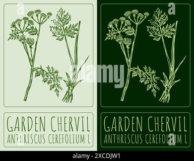 Vector drawing GARDEN CHERVIL. Hand drawn illustration. The Latin name is ANTHRISCUS CEREFOLIUM L Stock Vector