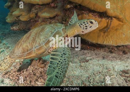 Hawksbill sea turtle at the Tubbataha Reefs national park Philippines Stock Photo