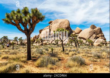Cap Rock; Joshua Trees; Joshua Tree National Park; southern California; USA Stock Photo