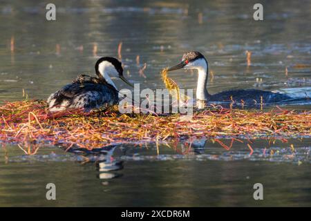 Western grebe (Aechmophorus occidentalis) pair engaged in nesting behavior in Antelope Lake in Plumas County California, USA Stock Photo