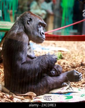 Love of a Mother and Baby Western Lowland Gorilla - there is some glass reflection. Stock Photo