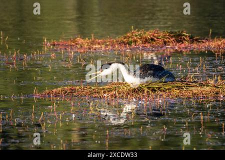 Western Grebe on a nest in a rookery in Antelope Lake in Plumas County California, USA.  Photographed vocalizing to warn away an intruder. Stock Photo