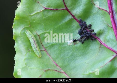 Tiny parasitoid wasp that use aphids as their hosts Aphidiidae ...