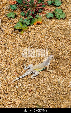 Young desert iguana; Dipsosaurus dorsalis; Joshua Tree National Park; California; USA; reptile; animal; mammal; creepy; scary; life; alive; Camouflag Stock Photo