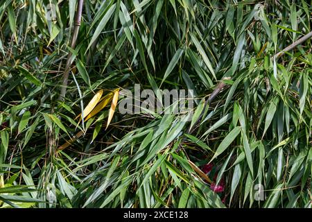 WA25462-00...WASHINGTON - Mass of green bamboo leaves and a couple of yellow ones at Kubota Gardens, a Seattle city park. Stock Photo