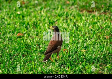 Common myna bird feeding on found food along a roadside, capturing ...
