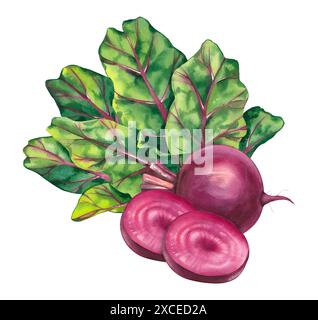 Watercolor beets on a white background. Beetroot isolated hand drawn for print and design. Beet vegetables and beet slices for packaging design, produ Stock Photo