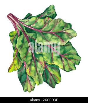 Watercolor beet leaves on a white background. Beetroot salad isolated hand drawn for print and design. Beet leaves for packaging design, products, chi Stock Photo
