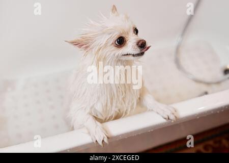 High angle view at wet little puppy sitting in bathtub in grooming salon after washing copy space Stock Photo