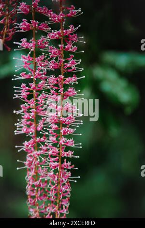 Macadamia tree in flower Stock Photo