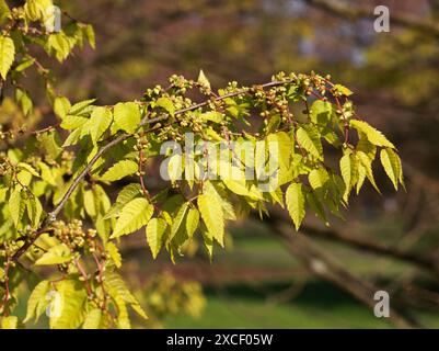 Japanese Zelkova, Japanese Elm, Keyaki, or Keaki, Zelkova serrata, Ulmaceae. Japan, Korea and China. Zelkova serrata is monoecious. Stock Photo