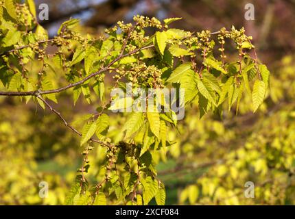 Japanese Zelkova, Japanese Elm, Keyaki, or Keaki, Zelkova serrata, Ulmaceae. Japan, Korea and China. Zelkova serrata is monoecious. Stock Photo