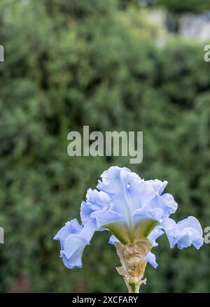 Close-up view of an iris flower on a background of green leaves. Stock Photo