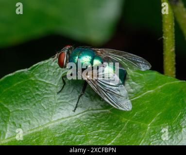A metallic Blue-green Bottle Fly, Lucilia coeruleiviridis, rests on a green leaf with closeup detail Stock Photo