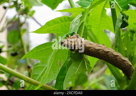 Caterpillar Stock Photo