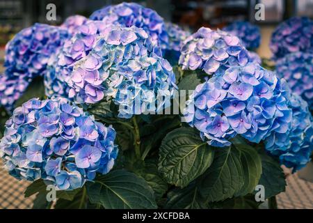 Blue and purple Bigleaf Hydrangea (Hydrangea macrophylla) in full bloom. Stock Photo