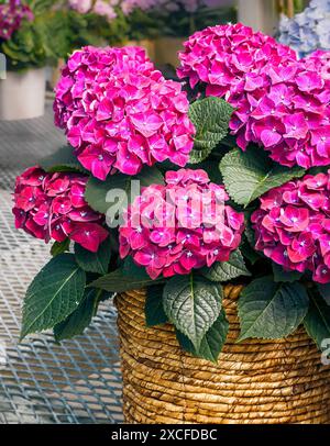 Clusters of pink and lime green Bigleaf Hydrangea (Hydrangea macrophylla) flowers in a summer garden, Hamilton, Ontario, Canada. Stock Photo