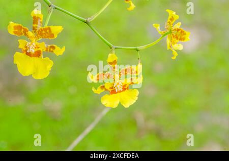 Orchid Flowers Stock Photo