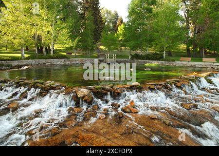Canada Geese (Branta canadensis) at Giant Springs State Park in Great Falls, Montana Stock Photo