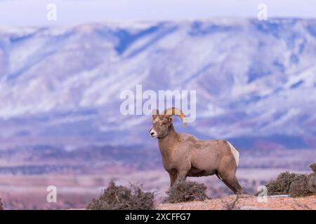 A bighorn ram surveys the country from his perch atop a canyon wall in Bighorn Canyon National Recreation Area, Wyoming Stock Photo