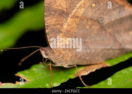 Melanitis leda, the common evening brown, is a common species of butterfly found flying at dusk. The flight of this species is erratic. Stock Photo