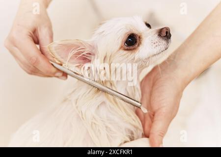 Side view closeup of young woman carefully deshedding little dog in grooming salon and brushing long fur copy space Stock Photo