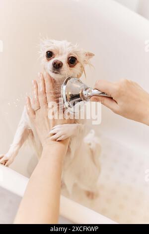 Vertical high angle view at little wet dog in bathtub with female hands holding shower and washing fur gently Stock Photo