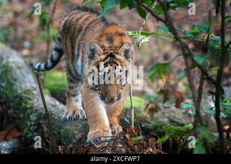 Tiger cub in the wild.  Animal on branch. Wild cat in nature habitat Stock Photo