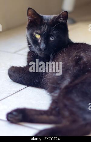 A cat with striking yellow eyes lounging on a cozy blanket Stock Photo ...
