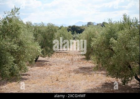 Peaceful olive grove with rows of lush green trees under a blue sky. Tranquil agricultural landscape perfect for nature lovers and outdoor activities. Stock Photo