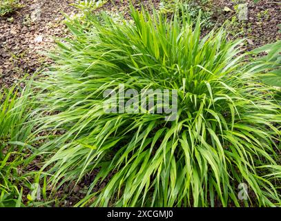 Hakonechloa macra or Japanese forest grass cascading ornamental grass. Hakone ornamental grass bright green foliage.  Bamboo like bunchgrass. Stock Photo