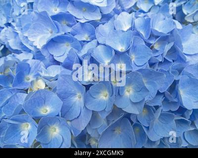 Light blue hydrangea flowers aesthetic background. Hortensia flowering plant. Hydrangea macrophylla in bloom. Stock Photo