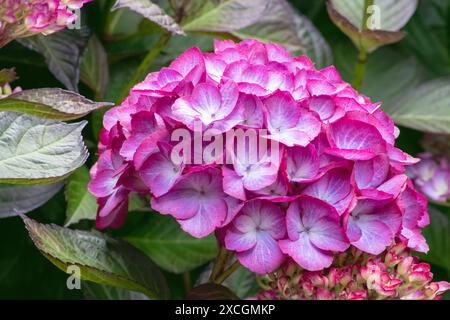 Hydrangea macrophylla purple flowers with light central part. Hortensia flowering plant flower and buds. Hydrangea in bloom. Stock Photo