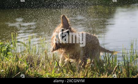 Golden retriever dog shaking off water drops after swimming in river. Wet labrador doggy pet drying itself near lake Stock Photo