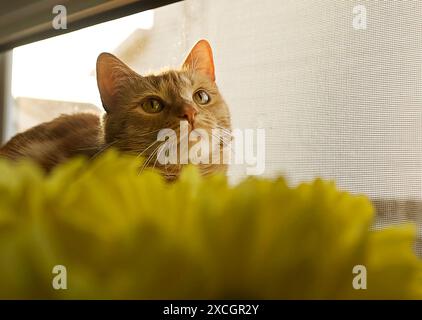 Orange Tabby cat sitting in window on sunny day Stock Photo