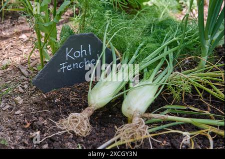 Natur Knollenfenchel Geernteter Knollenfenchel aus dem eigenen Garten
