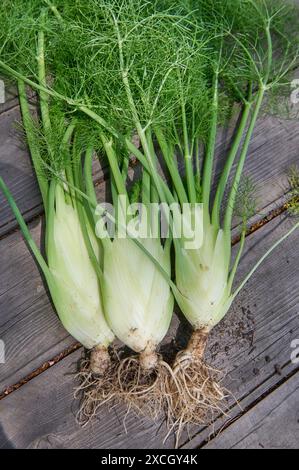 Natur Knollenfenchel Geernteter Knollenfenchel aus dem eigenen Garten