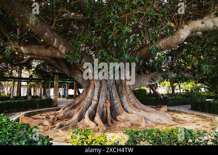 Giant Rubber fig tree, Ficus elastica, in Park, Jardines clara Campoamor, Cadiz, Andalusia, Spain Stock Photo