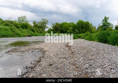 River with low water. View from a bank with pebbles and old driftwood. Scene with lots of green green trees and water plants at the river banks. Dark Stock Photo